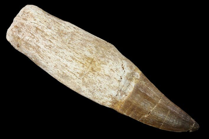 Fossil Rooted Mosasaur (Prognathodon) Tooth - Morocco #163921